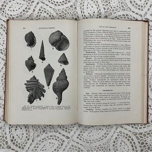 ⚠️Vintage Historial Geology